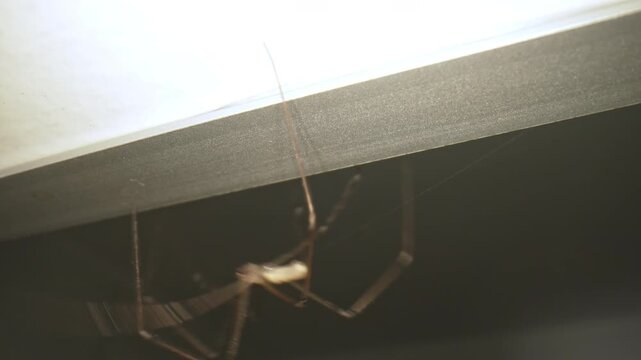 Long-legged house spider hanging under furniture indoors. Close view of arachnid in a dark corner. Home pest, fear, infestation, pest control and removal concept.