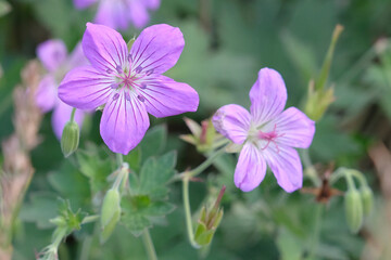 Obraz premium Purple Geranium wlassovianum ‘Blue Star’, hardy Wlassov's cranesbill in flower.
