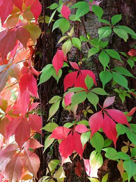 Vibrant red and green leaves of the Virginia creeper on a tree trunk in autumn. Parthenocissus.