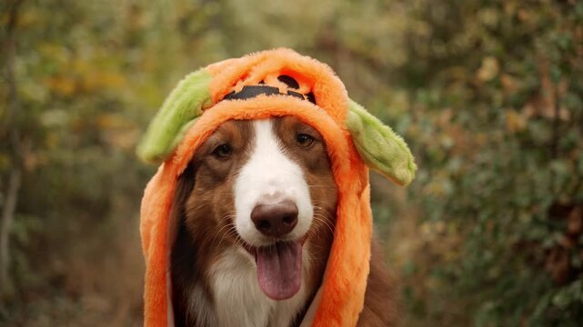 Australian shepherd wears an orange pumpkin hat with floppy green ears against autumn foliage. Funny Halloween footage for pet costume promotions and seasonal advertising. High quality 4k footage