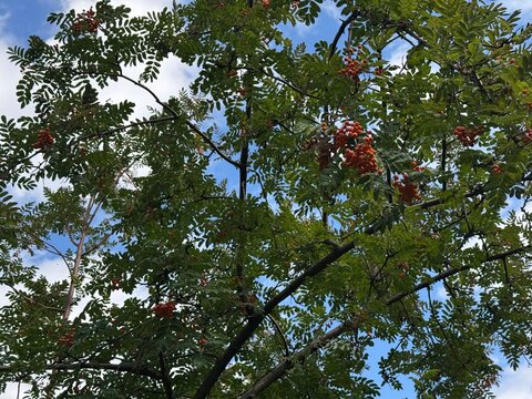 Detailed close-up view of a European mountain ash tree (Sorbus aucuparia), known as rowan, showing vibrant clusters of ripe red berries and green pinnate leaves under a beautiful bright blue sky.