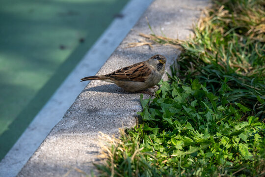 Ein Spatz sitzt auf einer Mauer