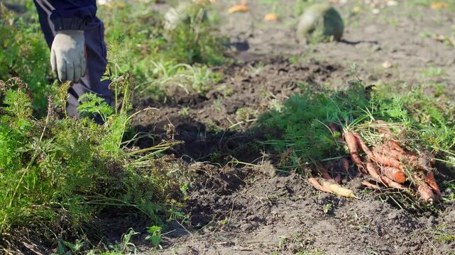 Gardener digs through loose soil beside freshly harvested carrots in an outdoor vegetable field, showing hands on garden tools and rows of plants during seasonal farm work