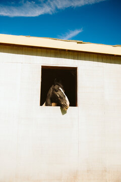 Horse boarding window