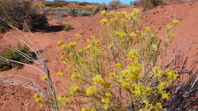 Rubber rabbitbrush (Ericameria nauseosa, synonym: Chrysothamnus nauseosus), also known as gray rabbitbrush or rubber rabbitbrush, growing in Monument Valley