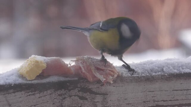 The little tit bird eats lard and butter.