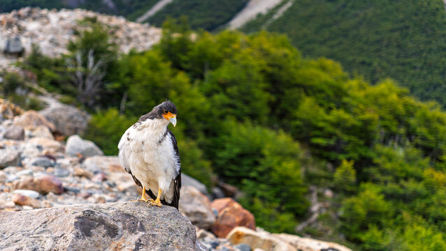 Crested caracara bird perched on rock with yellow legs and orange face, green forest and mountains background, Patagonia wildlife portrait
