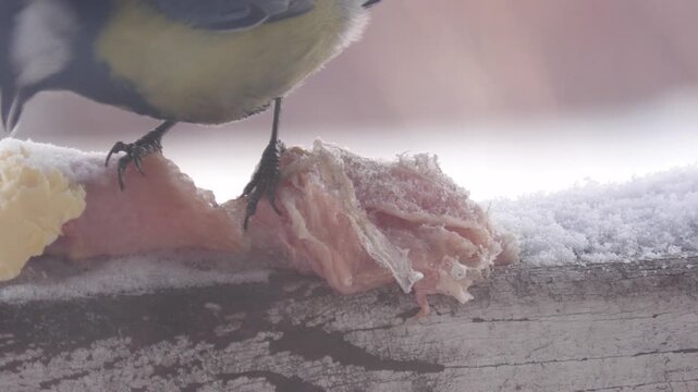 The little tit bird eats lard and butter.