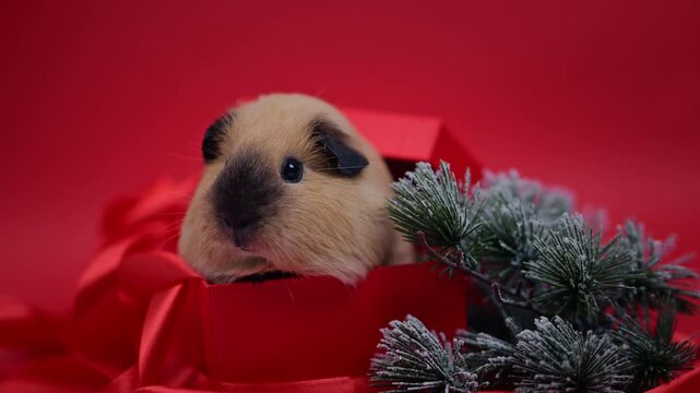 Guinea Pig in a Red Gift Box with Frosted Christmas Branches