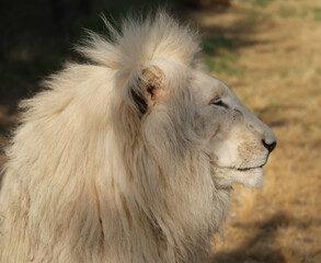 Close-up of a South African white lion in the wild in soft natural light © Dav_782