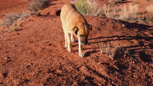 A herding dog, resembling a local stray rez dog, American dingo