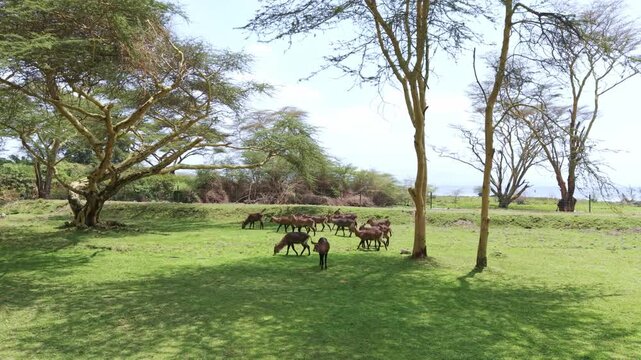 Waterbuck on the Lawn