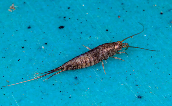 The common silverfish (Lepisma saccharinum), also known as the sugar silverfish or silverfish
