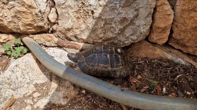 Spur thighed tortoise determinedly clambering over low metal pipe obstacle on dry dirt ground. Animal perseverance and urban barrier overcoming.