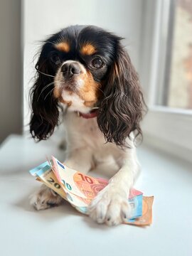 A cute Cavalier King Charles Spaniel dog posing with its paws resting on a stack of Euro banknotes, symbolizing vet expenses and pet care costs.