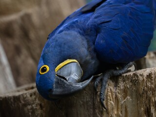 Hyacinth macaw (Anodorhynchus hyacinthinus) © Hana