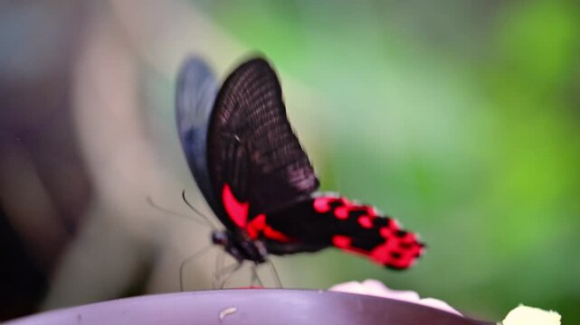 Red and Black Butterfly Fluttering Its Wings at a Feeding Tray