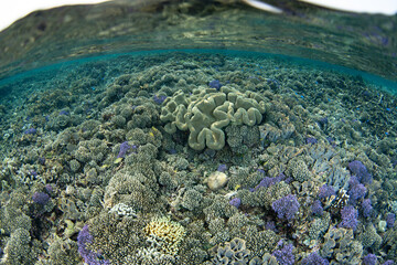 Healthy, fragile corals and other invertebrates grow in the shallows of a remote, tropical reef near Halmahera, Indonesia. This part of the world harbors the greatest marine biodiversity on Earth. © ead72
