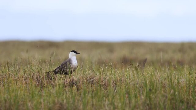 Long-tailed jaeger bird sitting on the grass close up