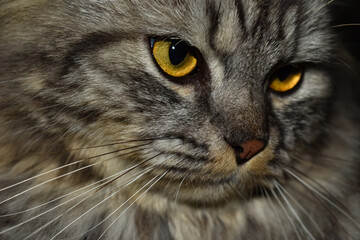 Fluffy gray tabby cat looking sideways with amber eyes © Muzammil