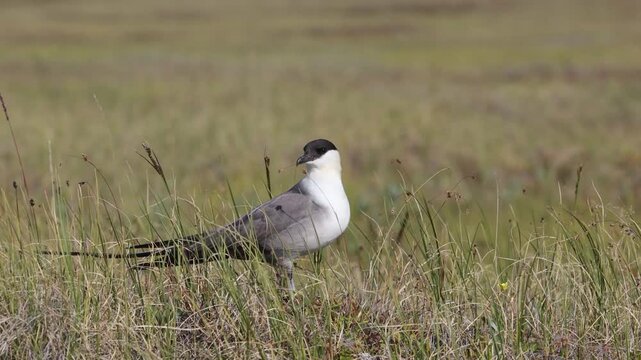 Long-tailed jaeger bird sitting on the grass close up