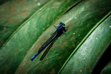 Vibrant Blue Damselfly Resting on Textured Green Leaf © Andrs