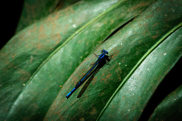 Electric Blue Damselfly Resting on Tropical Green Leaf © Andrs
