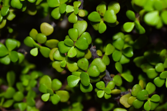 Green elephant bush plant leaves full frame, succulent background