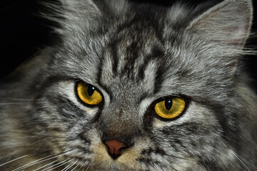 Gray tabby cat face with piercing amber eyes looking at viewer © Muzammil