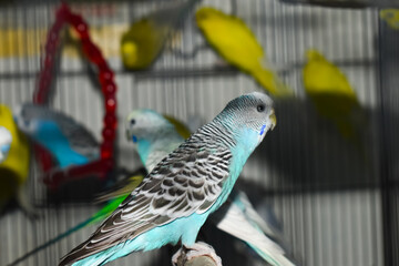 Blue budgerigar perched in cage with yellow parakeets behind © Muzammil