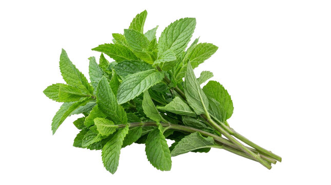 Fresh green mint leaves bunch isolated on a white background for culinary and herbal use concepts
