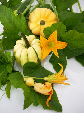 Two small, light-colored squash are shown among green leaves and yellow flowers.