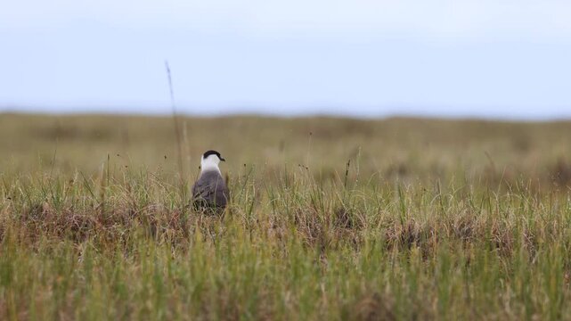 Long-tailed jaeger bird sitting on the grass close up