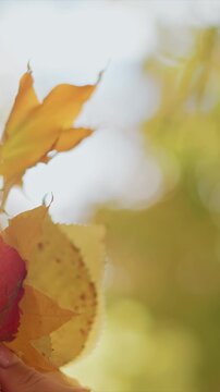 Close up on vibrant fall foliage. Hand holds various yellow and red autumn leaves against softly blurred natural background with bokeh effect leaf nature