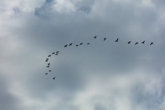 Vol d'oiseaux de Sitelles dans le ciel de Corse
