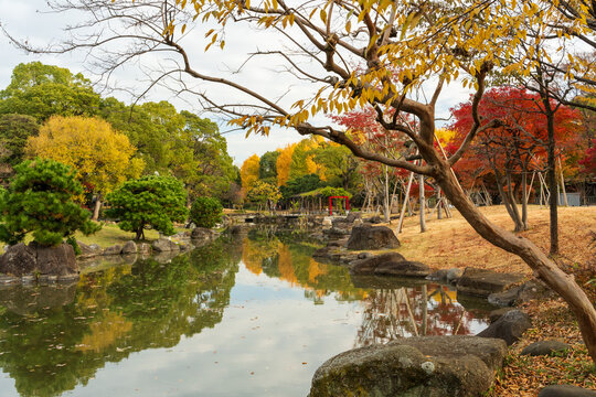 Sumida Park Hyotan Pond reflection with autumn colorful leaves and ginkgo trees. Sumida, Tokyo, Japan.
