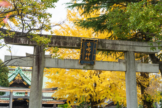 Ushijima Shrine traditional stone torii gate surrounded by yellow ginkgo trees in autumn. Sumida, Tokyo, Japan.