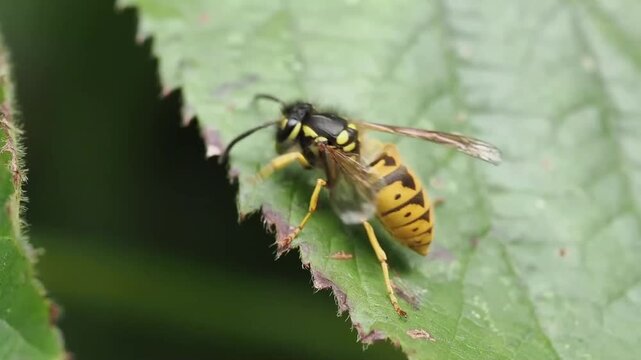 Macro portrait of a common wasp (Vespula vulgaris) insect on wood, highlighting intricate facial markings, compound eyes, and characteristic black and yellow warning colours, stock video footage