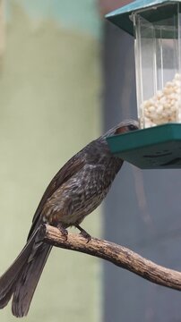 Brown-eared bulbul (Hypsipetes amaurotis, jikbakguri) perched on a branch among yellow cornelian cherry blossoms in Seoul, South Korea, wild bird in a city park, sunny day, birdwatching in South Korea