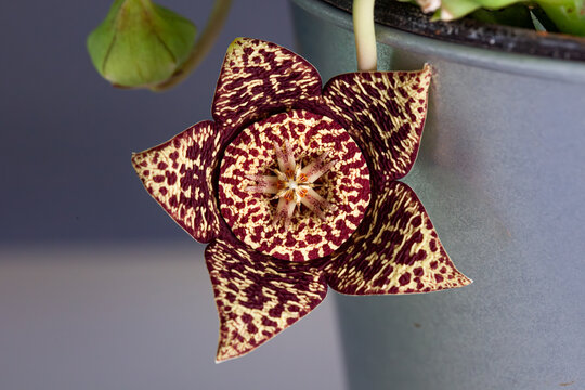 Detail of Orbea variegata flower.