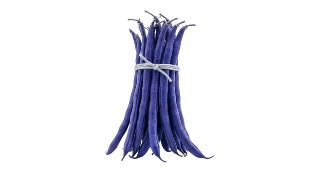 A fresh bundle of vibrant purple string beans tied together with a simple white cotton string