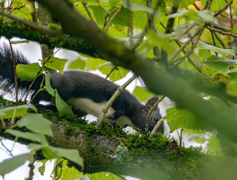 Black Squirrel with a White Belly Climbing a Mossy Tree