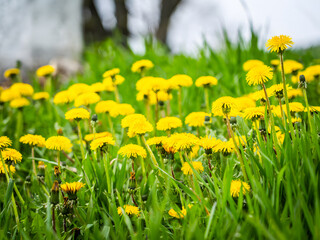 Taraxacum Officinale Blooming Yellow Dandelions Meadow Green Grass Spring Background Horizontal © Oleksandr