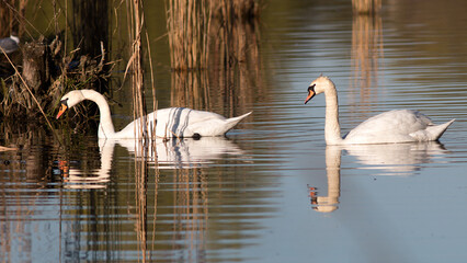 swans on the lake © lazalnik