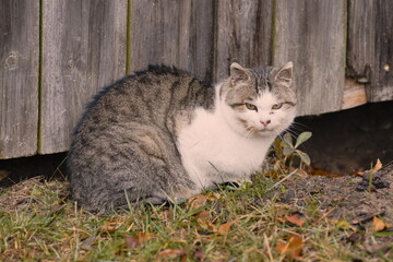 cat in the garden © Tomasz