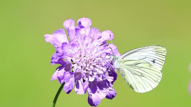 The Green-veined White (Pieris napi) is a common resident butterfly in the Netherlands and an active visitor to nectar-rich flowers; here, it is foraging on Small Scabious (Scabiosa columbaria).