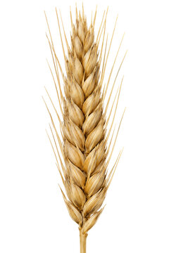 Golden wheat ear isolated on black background