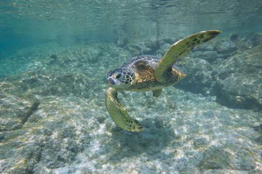 Green sea turtle swimming near Hawaii