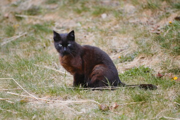 cat on the ground © Tomasz