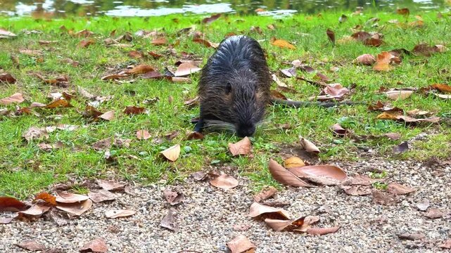 Close-Up of Nutria Beaver Eating Green Leaves Near Water